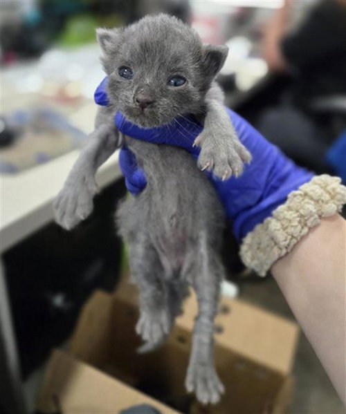 CLEVELAND, an adoptable Domestic Short Hair in Dallas, TX