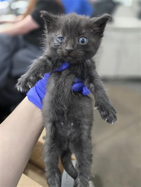 FINNEGAN, an adoptable Domestic Short Hair in Dallas, TX