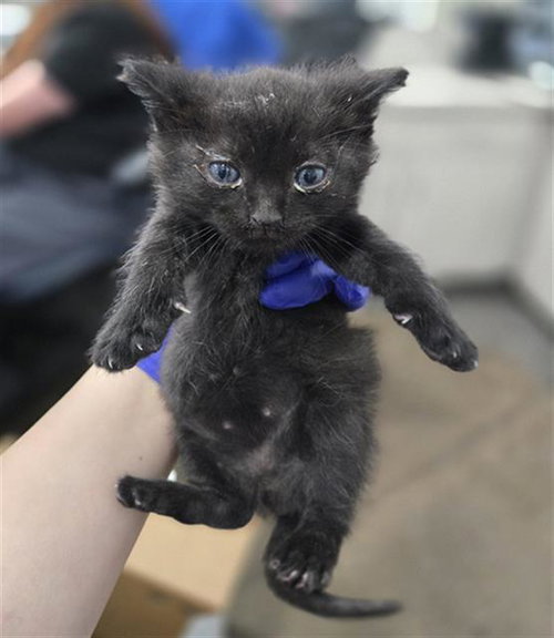 ISADORA, Baby Domestic Short Hair (medium coat), cat for adoption in Fort Worth, Texas