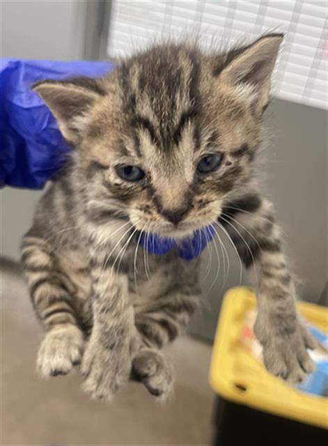 TUCK, Baby Domestic Short Hair (medium coat), cat for adoption in Fort Worth, Texas