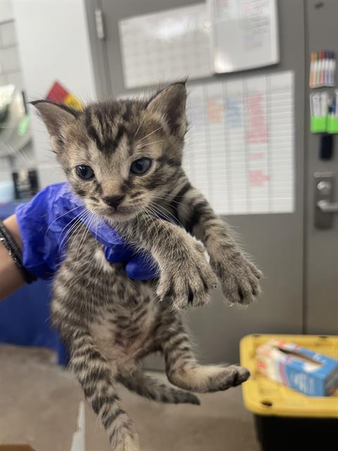 LEVI, Baby Domestic Short Hair (medium coat), cat for adoption in Fort Worth, Texas