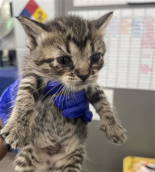 MISSY, Baby Domestic Short Hair (medium coat), cat for adoption in Fort Worth, Texas