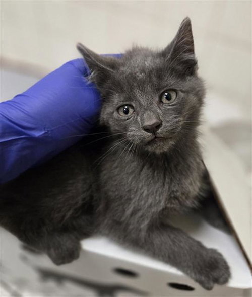 AVALON, Baby Domestic Short Hair (medium coat), cat for adoption in Fort Worth, Texas