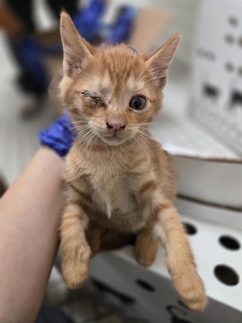 ABRAHAM, Baby Domestic Short Hair (medium coat), cat for adoption in Fort Worth, Texas
