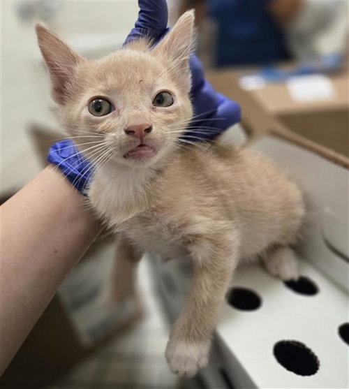 ALEXANDER, Baby Domestic Short Hair (medium coat), cat for adoption in Fort Worth, Texas