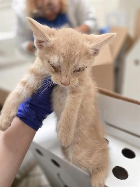 AUGUSTINE, Baby Domestic Short Hair (medium coat), cat for adoption in Fort Worth, Texas