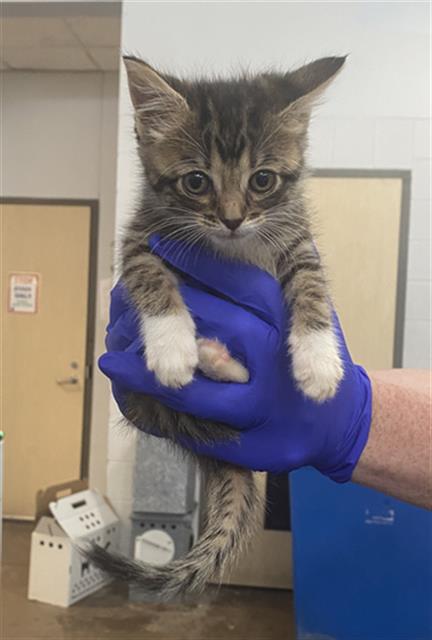 LEA, Baby Domestic Short Hair (medium coat), cat for adoption in Fort Worth, Texas