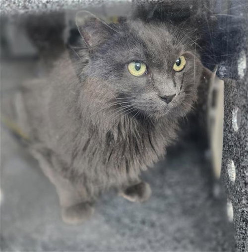 MALONE, Senior Domestic Long Hair (medium coat), cat for adoption in Fort Worth, Texas