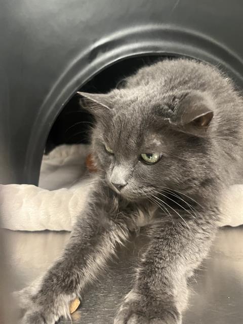 MALONE, Senior Domestic Long Hair (medium coat), cat for adoption in Hurst, Texas