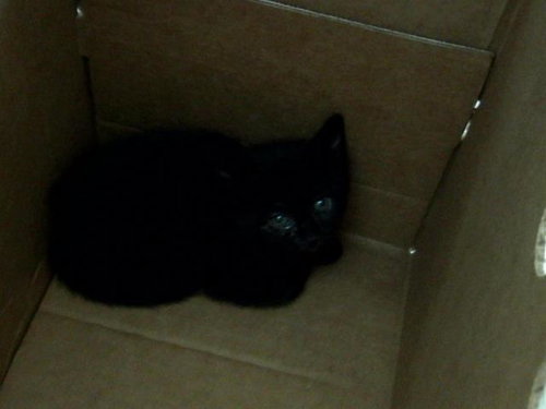 ELIZABETH, Baby Domestic Long Hair (medium coat), cat for adoption in Fort Worth, Texas
