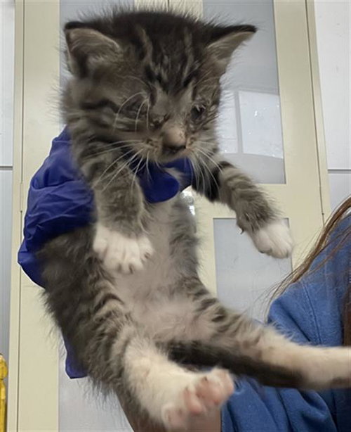 ELLI, Baby Domestic Short Hair (medium coat), cat for adoption in Fort Worth, Texas