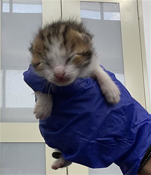 MIMI, an adoptable Domestic Short Hair in Dallas, TX