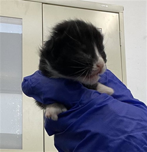 TACO, an adoptable Domestic Short Hair in Dallas, TX