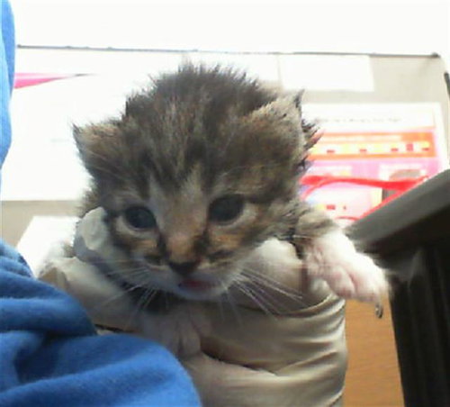 SPICE, an adoptable Domestic Short Hair in Dallas, TX
