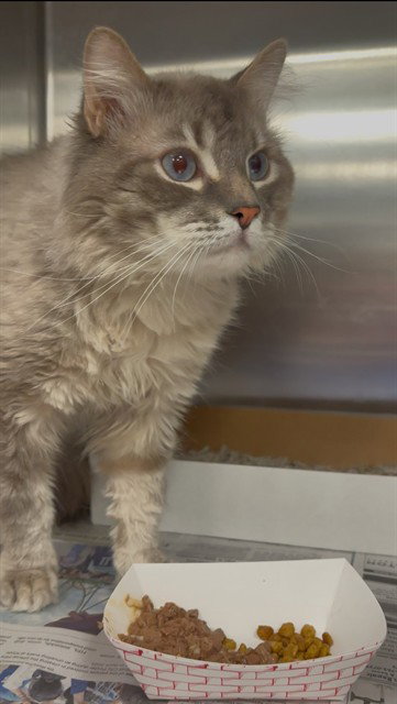SAGE, Adult Domestic Short Hair (medium coat), cat for adoption in Fort Worth, Texas