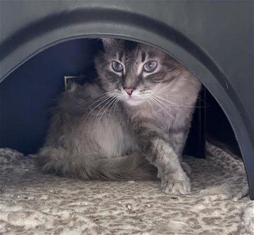 SAGE, Adult Domestic Short Hair (medium coat), cat for adoption in Hurst, Texas