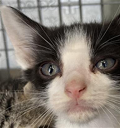 KERMIT, Baby Domestic Short Hair (medium coat), cat for adoption in Fort Worth, Texas