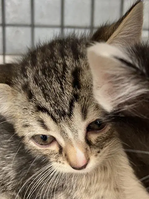 Miss Piggy - Domestic Short Hair