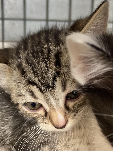 MISS PIGGY, Baby Domestic Short Hair (medium coat), cat for adoption in Fort Worth, Texas