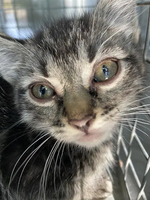 Simon - Domestic Short Hair