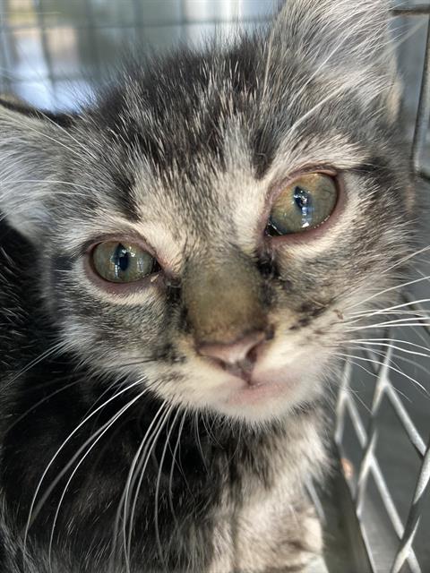 SIMON, Baby Domestic Short Hair (medium coat), cat for adoption in Fort Worth, Texas
