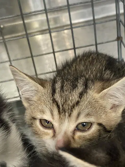Bebadobee - Domestic Short Hair
