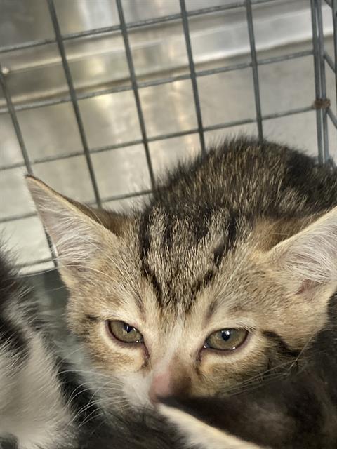 BEBADOBEE, Baby Domestic Short Hair (medium coat), cat for adoption in Fort Worth, Texas