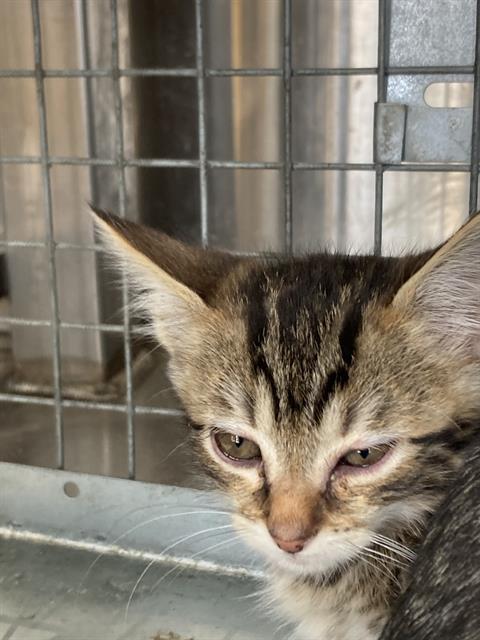 KAT, Baby Domestic Short Hair (medium coat), cat for adoption in Fort Worth, Texas