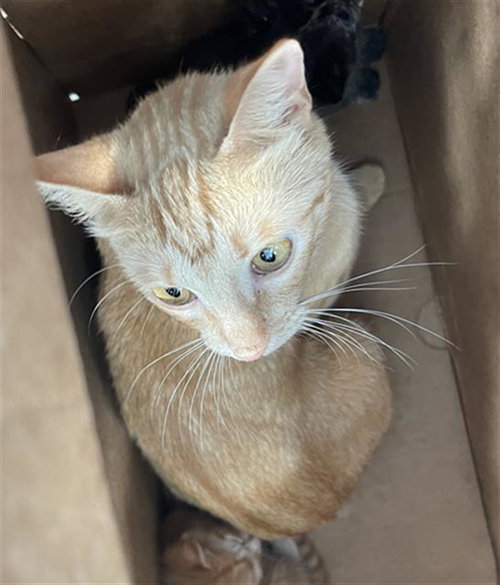 GYPSY, Adult Domestic Short Hair (medium coat), cat for adoption in Fort Worth, Texas