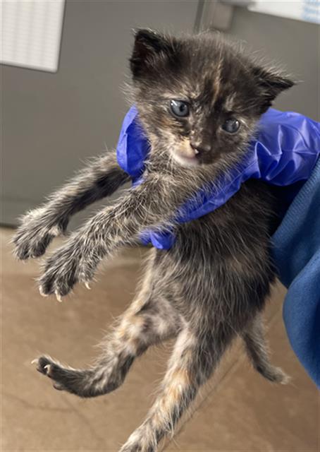 DICE, an adoptable Domestic Short Hair in Dallas, TX