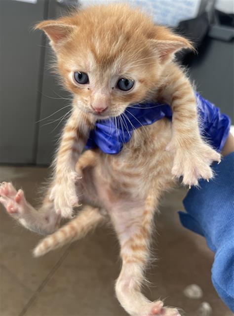 FRECKLES, an adoptable Domestic Short Hair in Dallas, TX