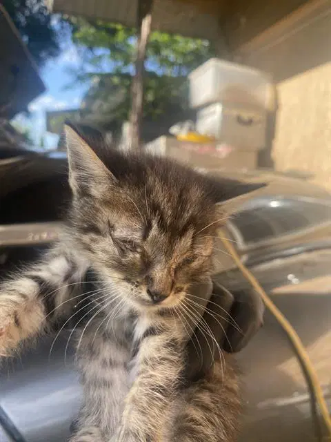 Charlie - Domestic Short Hair