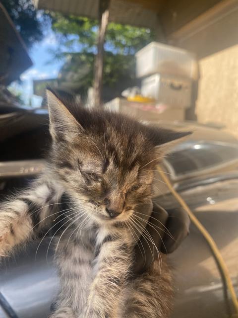 CHARLIE, Baby Domestic Short Hair (medium coat), cat for adoption in Fort Worth, Texas