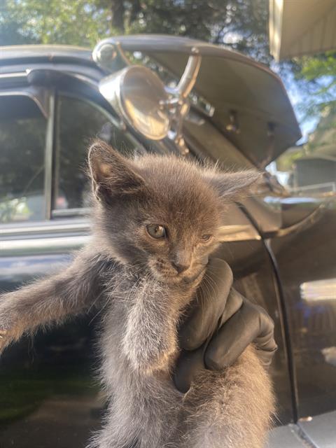 DAKOTA, Baby Domestic Short Hair (medium coat), cat for adoption in Fort Worth, Texas