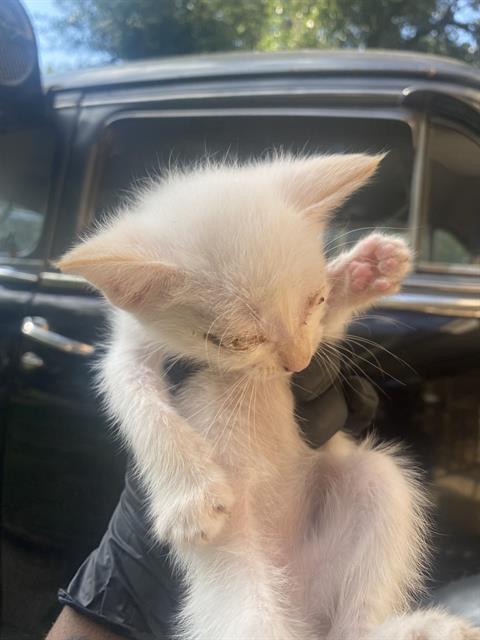 SNOW, an adoptable Domestic Short Hair in Dallas, TX
