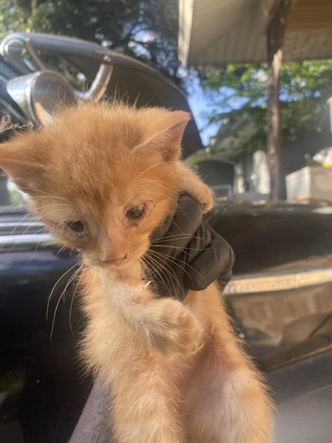 OTTO, Baby Domestic Short Hair (medium coat), cat for adoption in Fort Worth, Texas