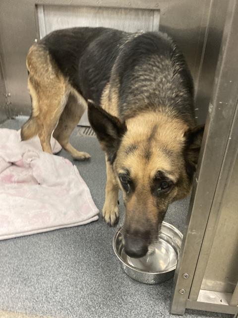 RUBY, an adoptable German Shepherd Dog in Dallas, TX