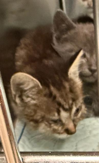 LEO, Baby Domestic Short Hair (medium coat), cat for adoption in Fort Worth, Texas