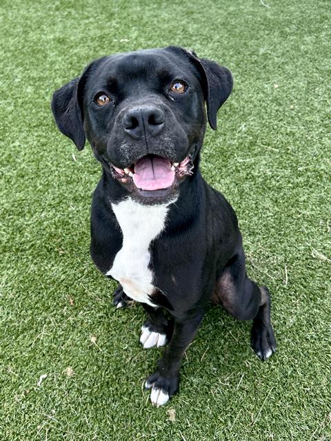 TANK, an adoptable Boxer in Dallas, TX