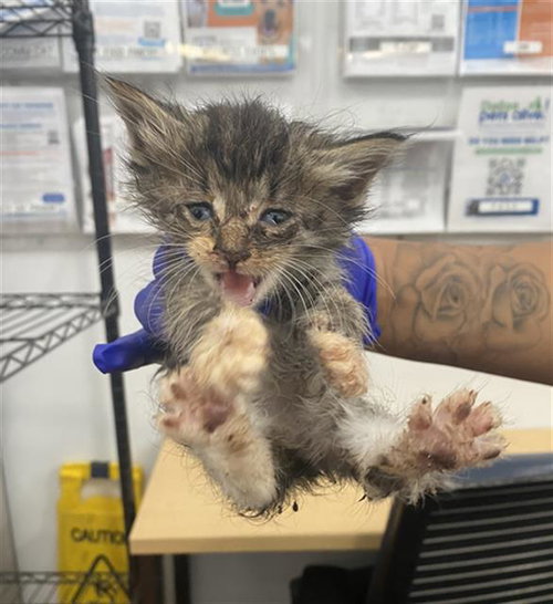 SPICE, Baby Domestic Short Hair (medium coat), cat for adoption in Fort Worth, Texas
