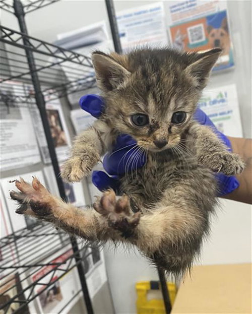 PEPPER, an adoptable Domestic Short Hair in Dallas, TX