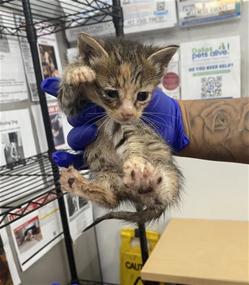 CINNAMON, Baby Domestic Short Hair (medium coat), cat for adoption in Fort Worth, Texas