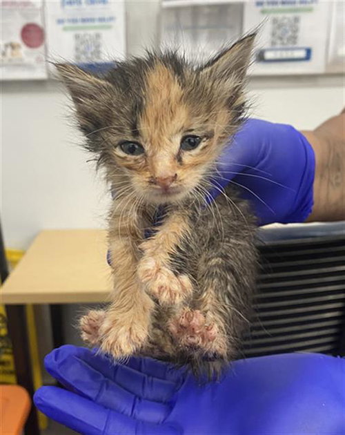 GINGER, Baby Domestic Short Hair (medium coat), cat for adoption in Fort Worth, Texas
