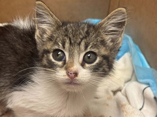 BRUCE WAYNE, an adoptable Domestic Short Hair in Dallas, TX