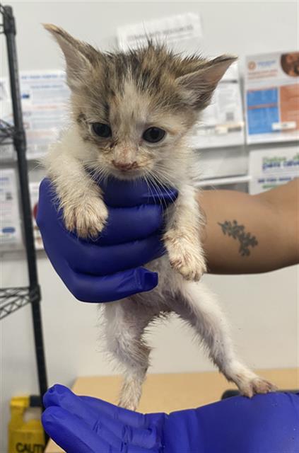 SALT, Baby Domestic Short Hair (medium coat), cat for adoption in Fort Worth, Texas