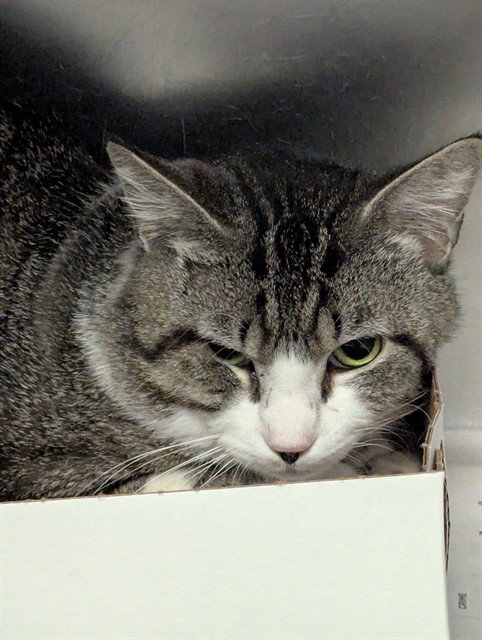 CHAMP, Adult Domestic Short Hair (medium coat), cat for adoption in Fort Worth, Texas
