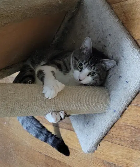 Champ - Domestic Short Hair