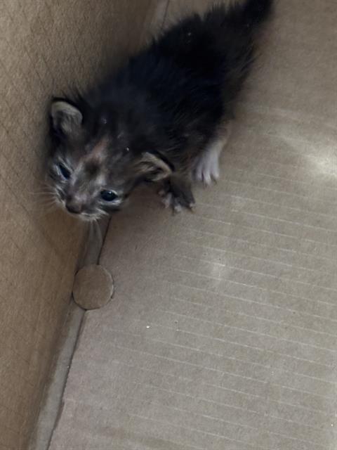 COCO, Baby Domestic Short Hair (medium coat), cat for adoption in Fort Worth, Texas