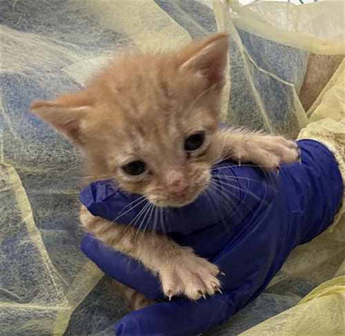 TONY, Baby Domestic Short Hair (medium coat), cat for adoption in Fort Worth, Texas