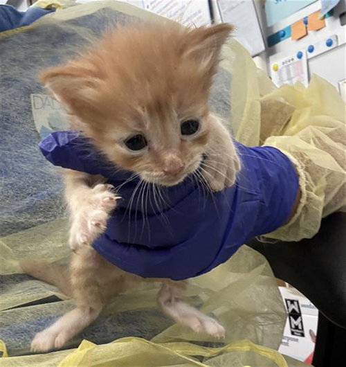 BUBBLES, Baby Domestic Short Hair (medium coat), cat for adoption in Fort Worth, Texas
